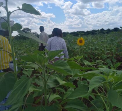 HAKIKA PROJECT (SUNFLOWER PRODUCTION)